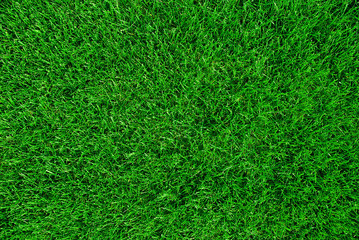 grass