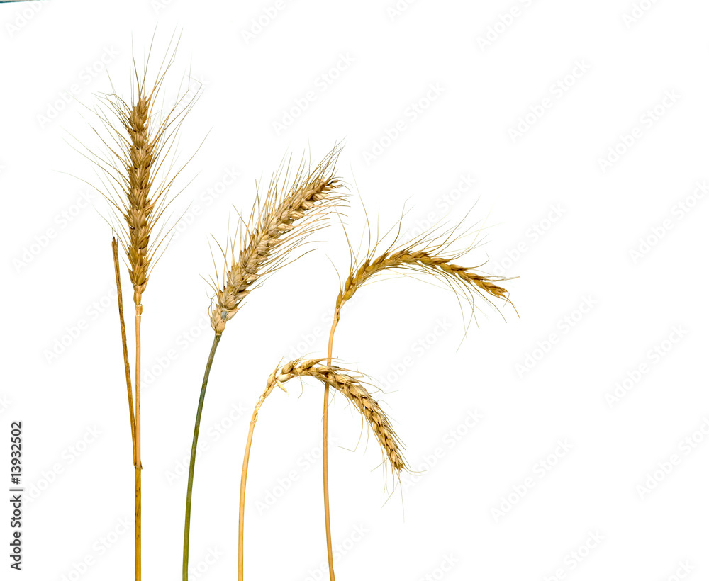 wheat isolated on white background wheat isolated on white background