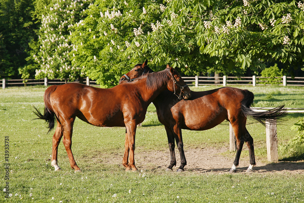 Obraz premium Freundschaft