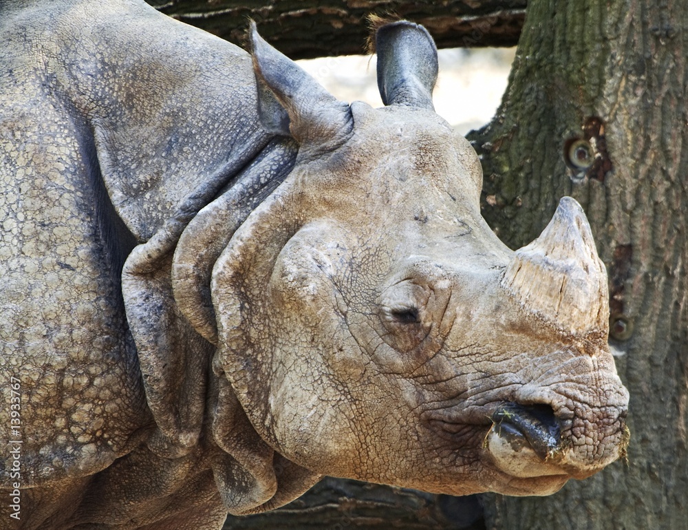 Fototapeta premium rhino portrait
