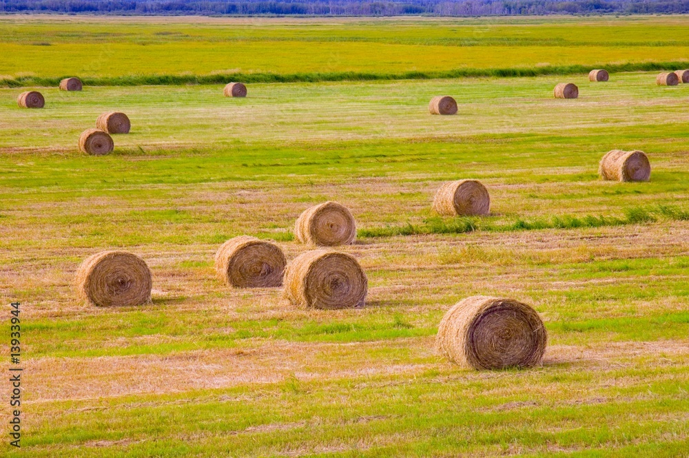 Hay bales in field