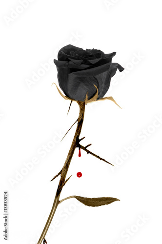 Canvas Print black rose