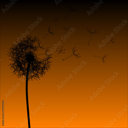 Dandelion