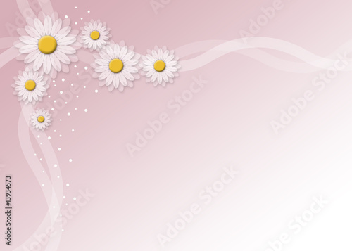 daisies.2