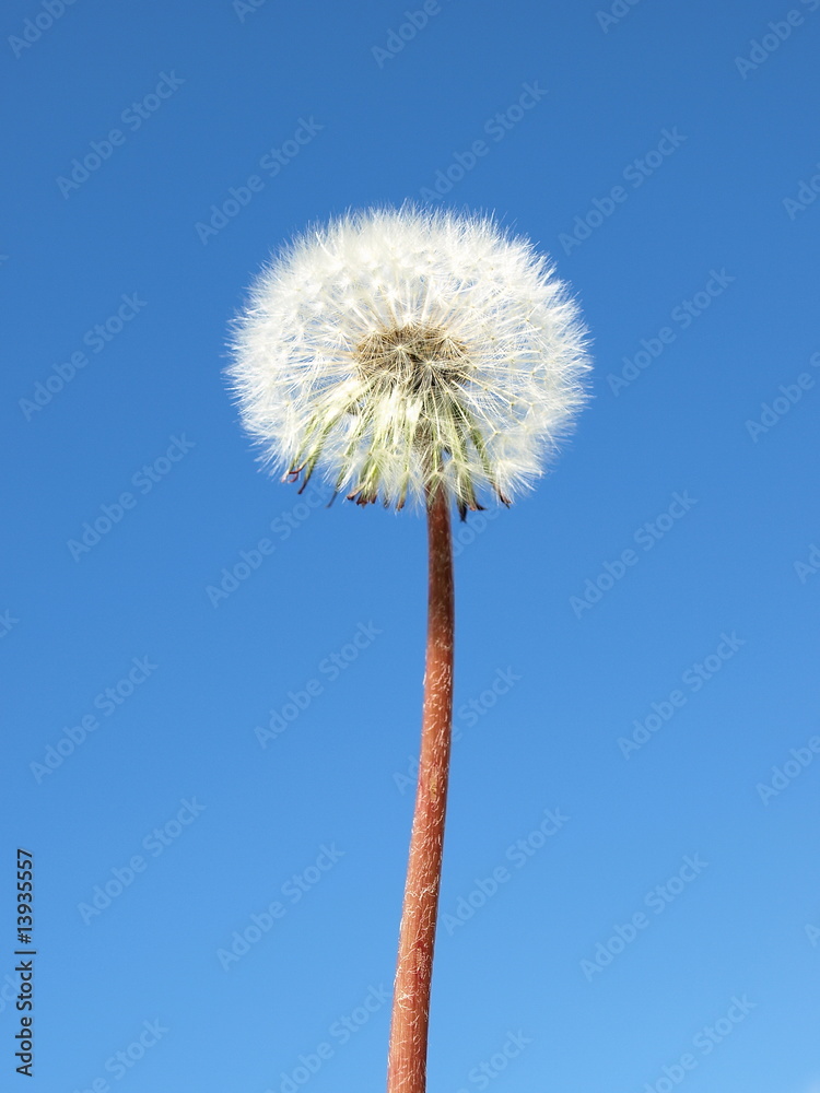 Dandelion