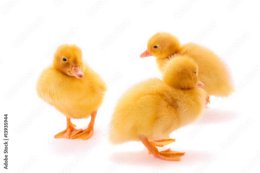 Three duckling isolated on white
