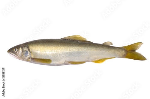 アユ, or Ayu