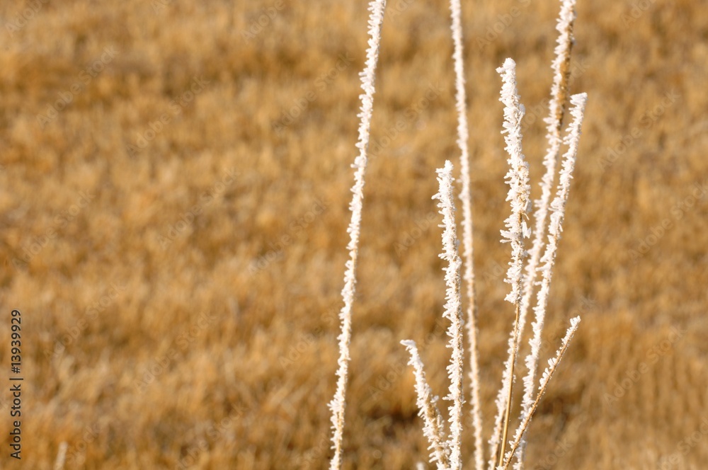 Obraz premium Closeup of frost