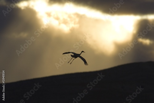 Silhouette of flying sandhill crane against sunset