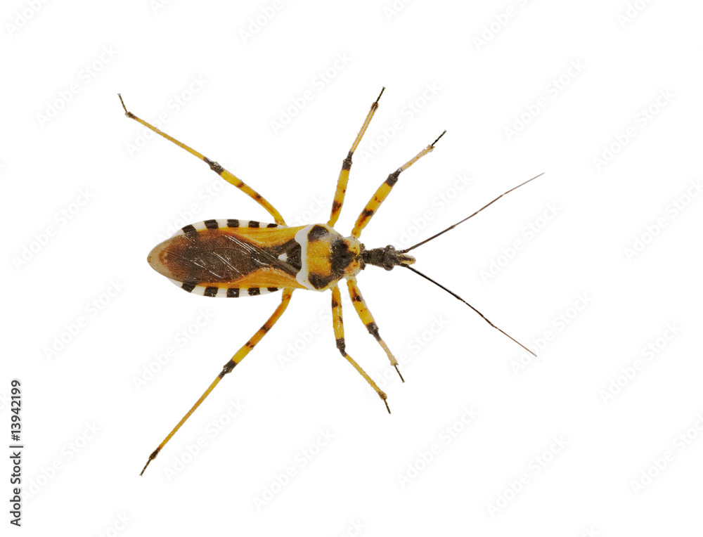 Close up of predatory Heteroptera Close up of predatory Heteroptera