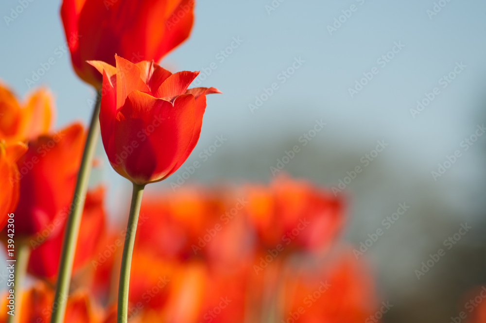 Obraz premium Red tulips