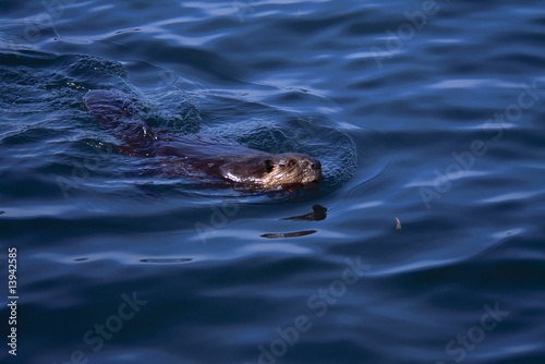 Beaver swimming in water