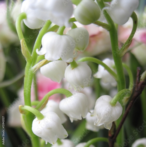 muguet