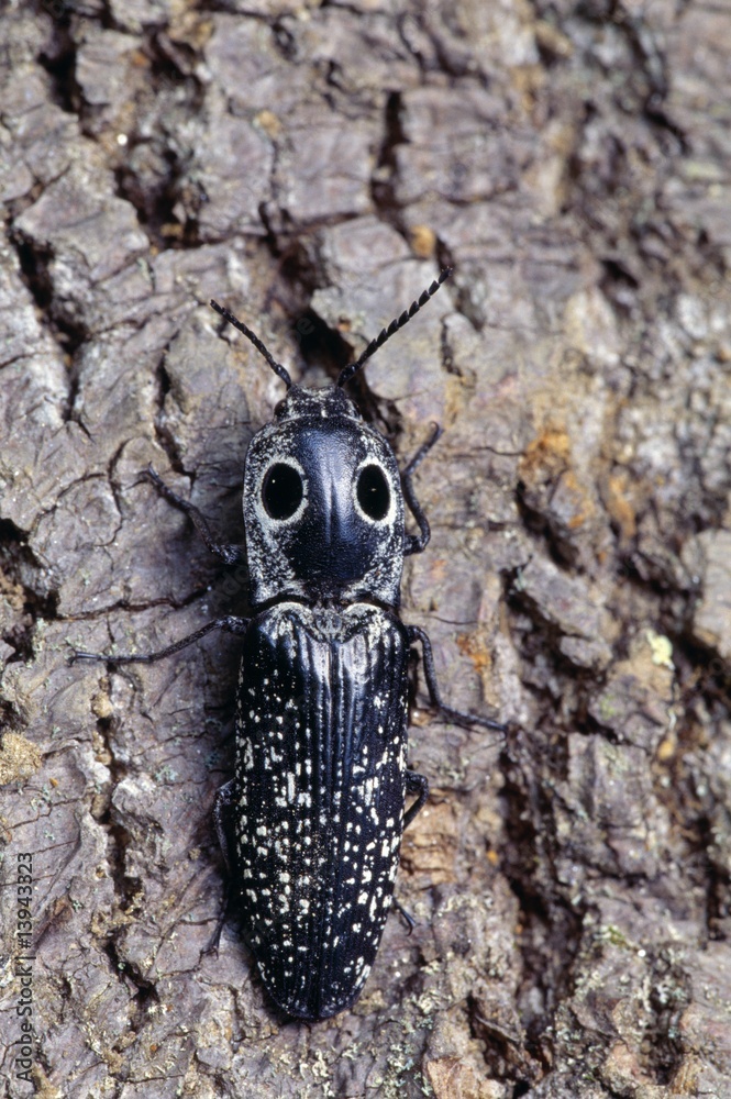 Closeup of eastern eyed click beetle sitting on bark, Gunpowder Falls State Park Closeup of eastern eyed click beetle sitting on bark, Gunpowder Falls State Park