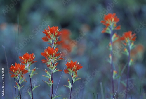 Red Indian paintbrush flowers © Vibe Images