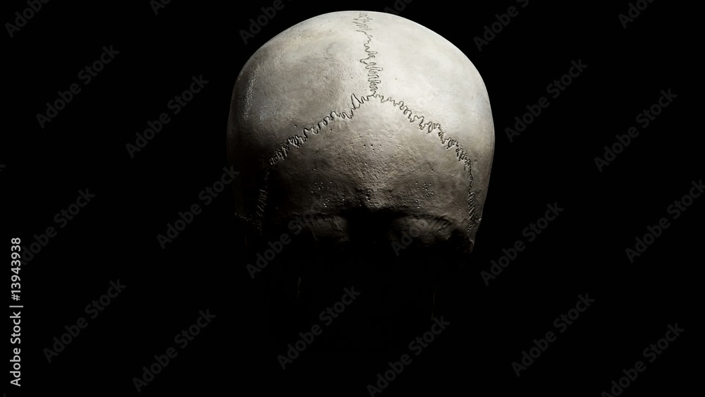 Skull 3d realistic spinning