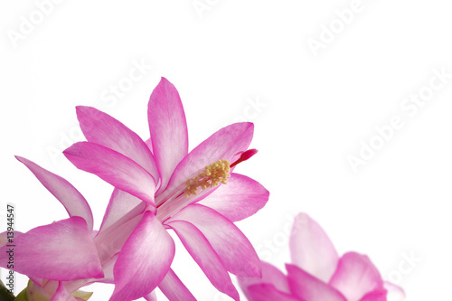 Pink and white cactus flower