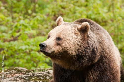 Wallpaper Mural Bear facing left Torontodigital.ca