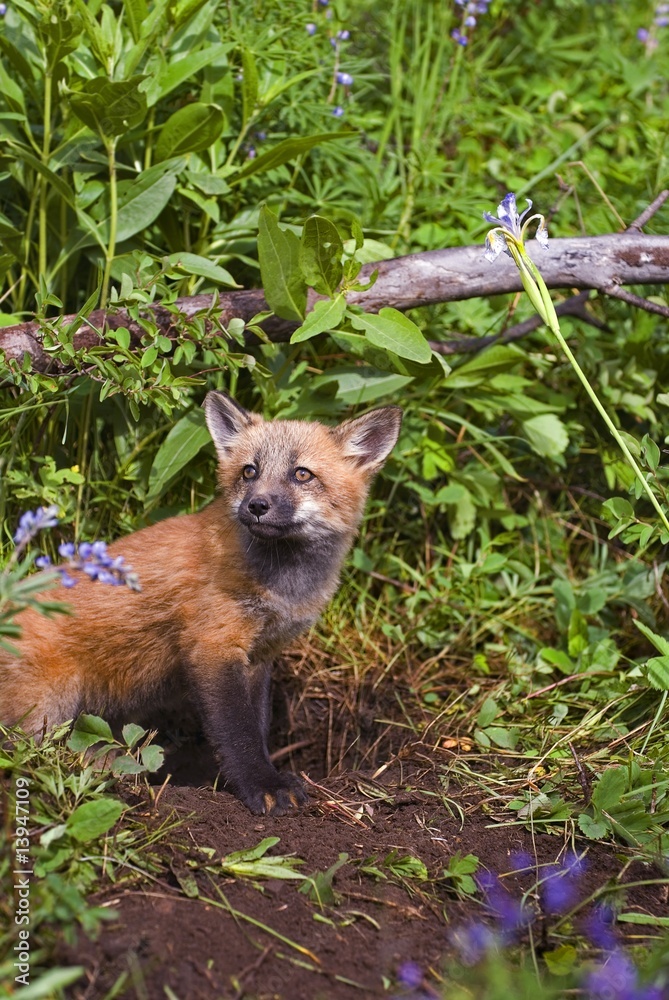 Obraz premium Baby fox at den site