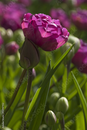 Fototapeta Naklejka Na Ścianę i Meble -  Tulipa Blue Diamond