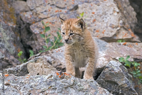 Eurasian Lynx kit