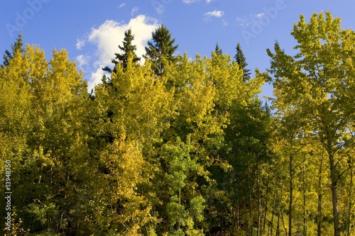 Forest area in fall