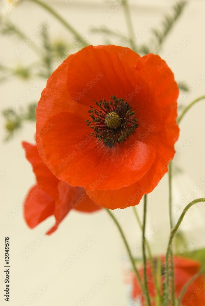Fototapeta premium Red Poppies