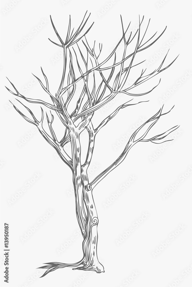 Obraz premium Bare Tree