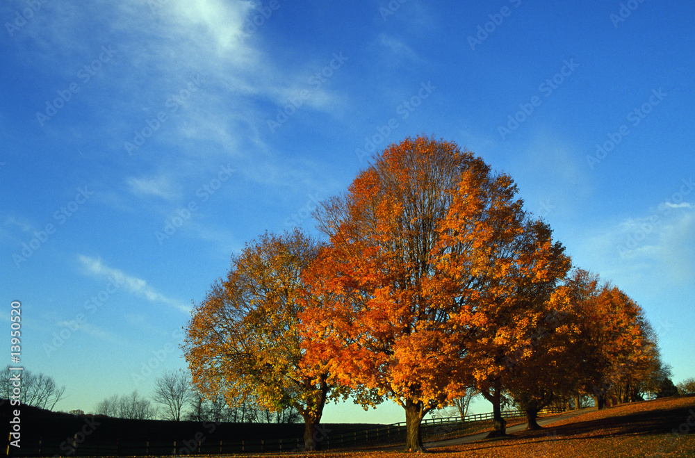 Autumn trees Autumn trees