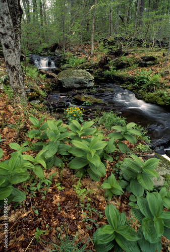 Forest Stream photo