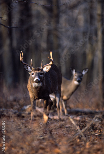 Eight point buck and doe photo