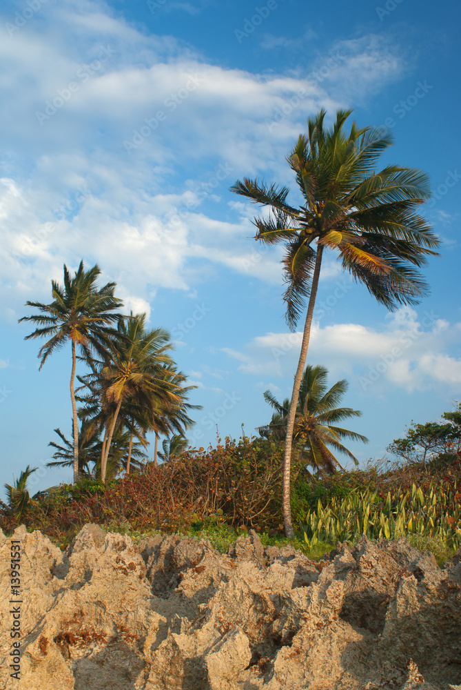 Palm Trees on the seashore in the Dominican Republic