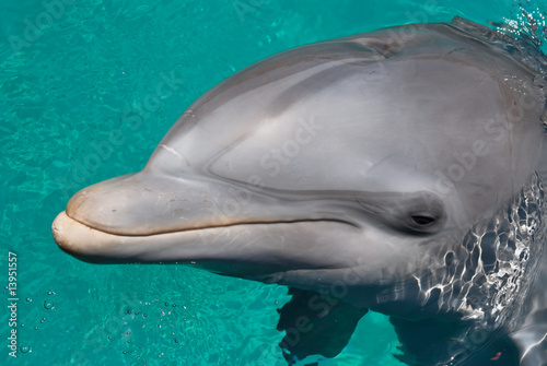 Close-up of swimming dolphin in bright clear water