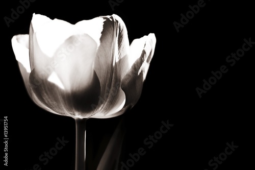 Tulip #13951754