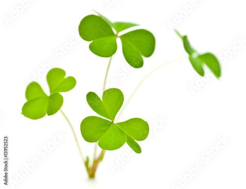 trèfle à 3 feuilles symbole de l'Irlande et de la Saint Patrick photo