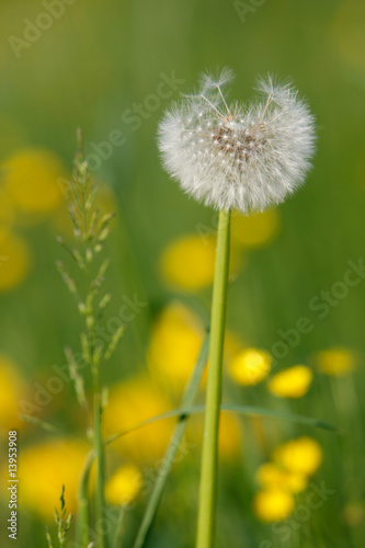 L  wenzahn  Taraxacum officinalis 