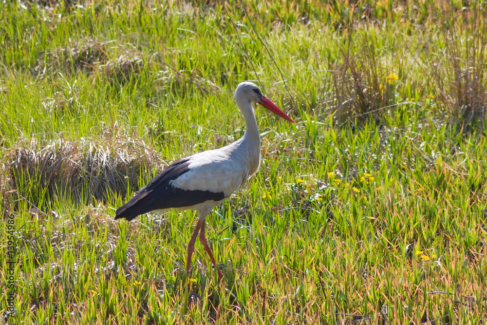 Fototapeta premium stork in the grass