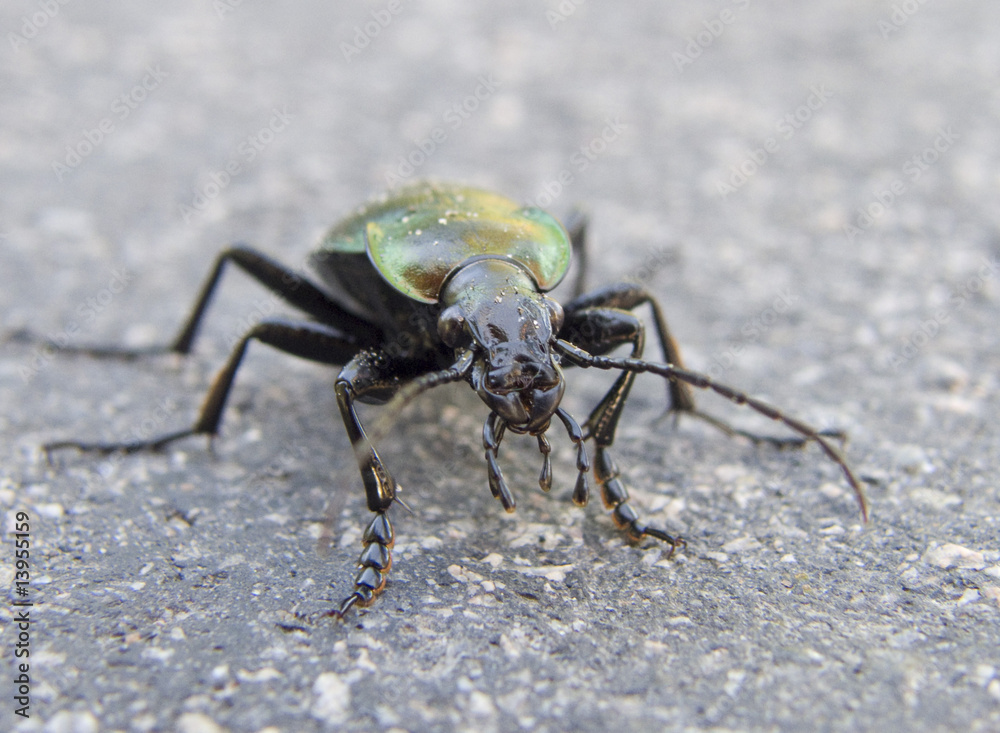 Big beetle Big beetle
