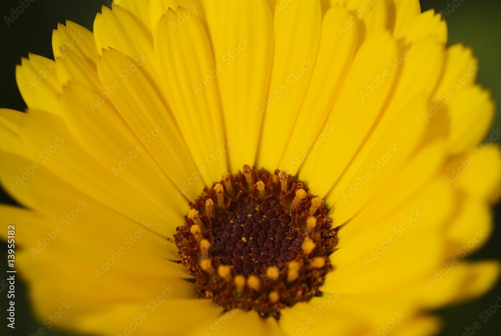 Detail of a yellow flower Detail of a yellow flower