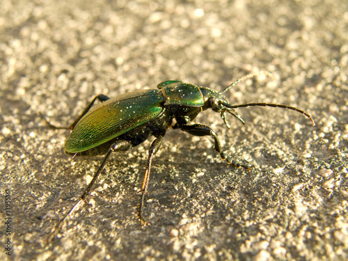 Big beetle © Xetra