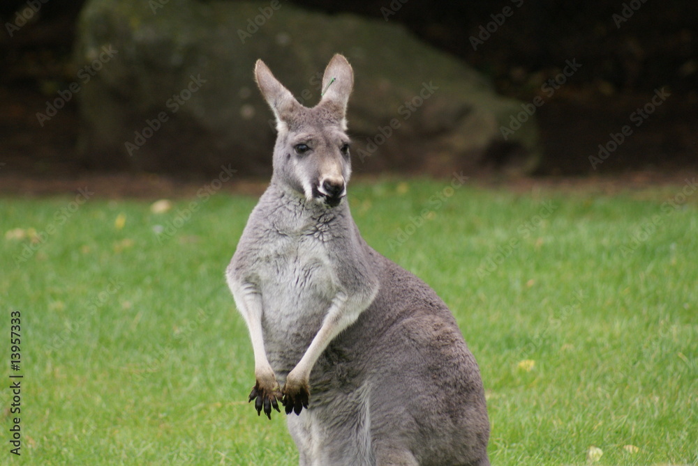 Agile Wallaby Agile Wallaby
