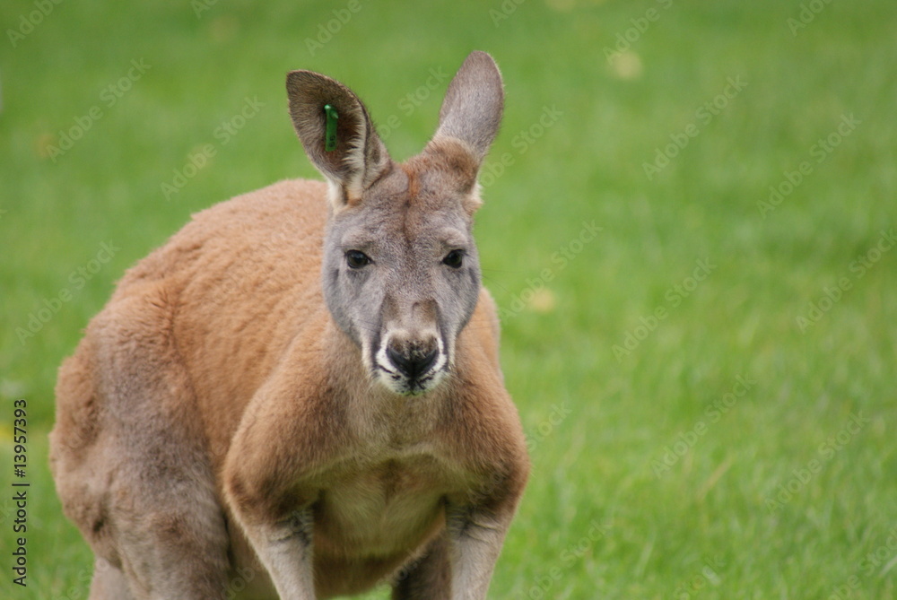 Agile Wallaby