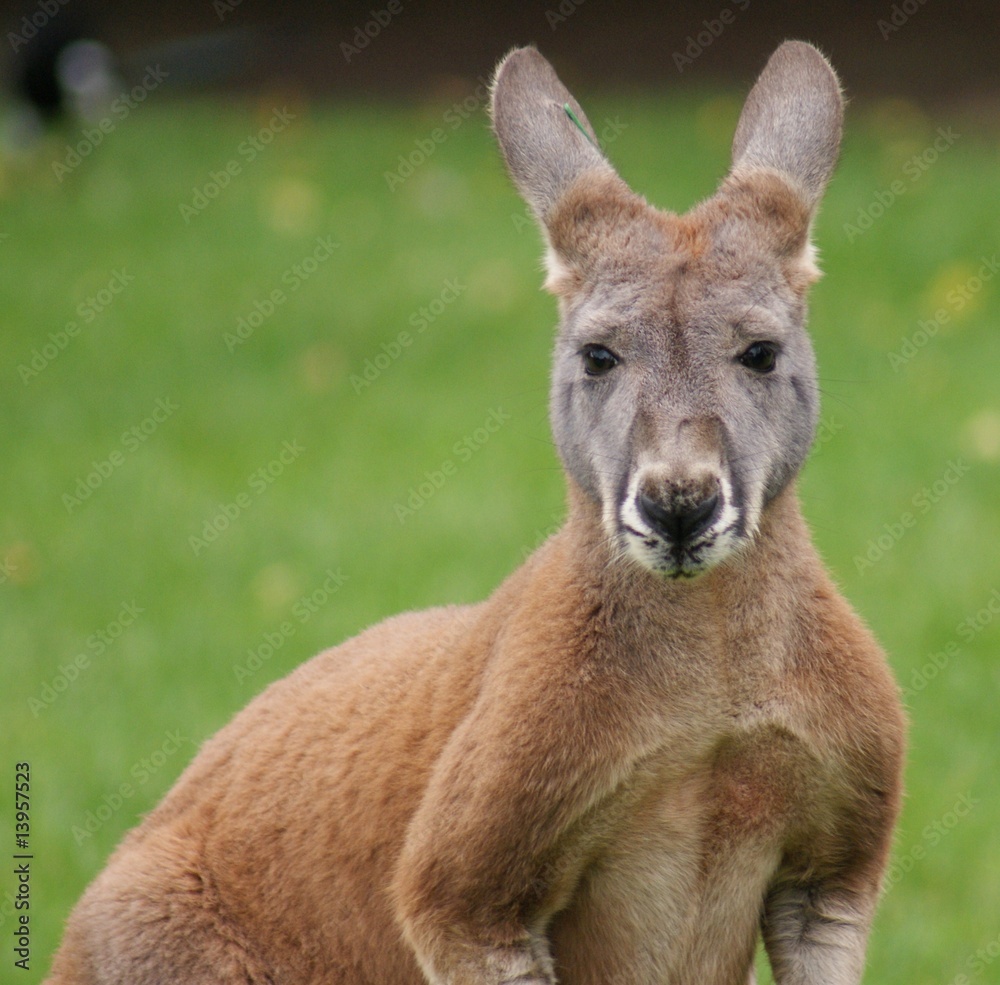 Agile Wallaby