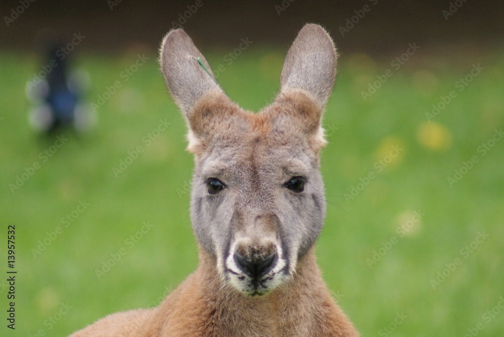 Agile Wallaby Agile Wallaby