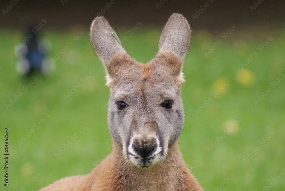 Agile Wallaby