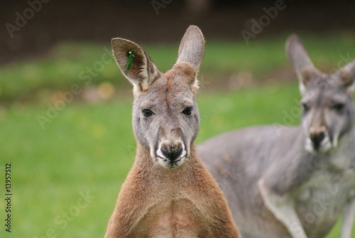 Agile Wallaby