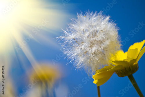 A Dandelion under the sun ray