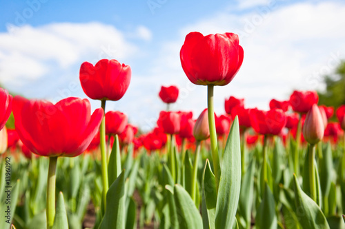 Red tulips on bly sky with clouds © Pumba