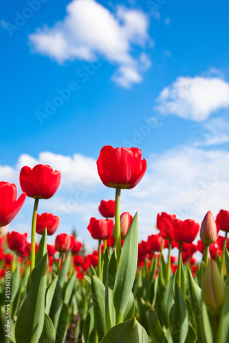 Fototapeta Naklejka Na Ścianę i Meble -  Red tulips on blue sky