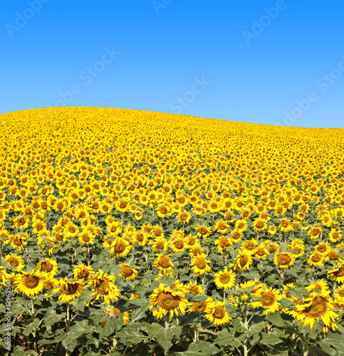 Sunflower Field